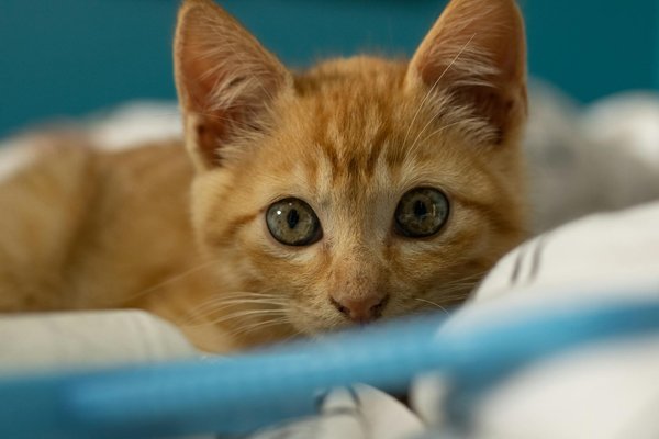 Assurance cheval : votre guide complet avec Hipassur