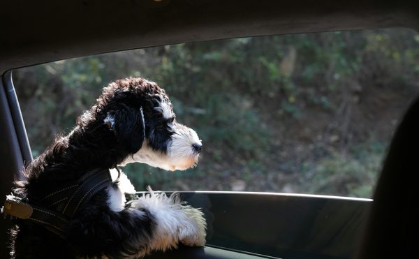 Housse de protection pour chien en voiture : allier confort et sécurité au quotidien