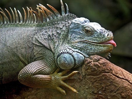 Le monde illimité des reptiles aux 10 000 espèces