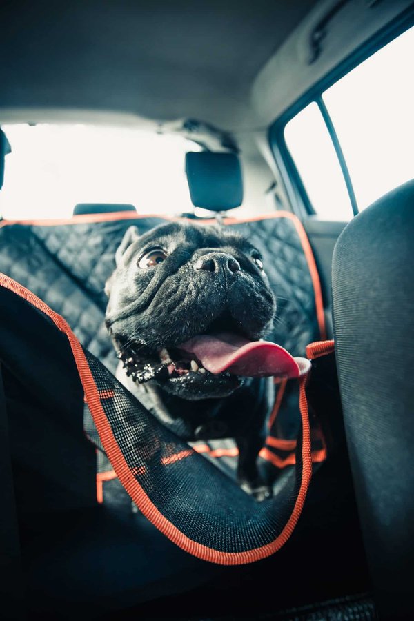 Pourquoi acheter un siège auto pour chien ?