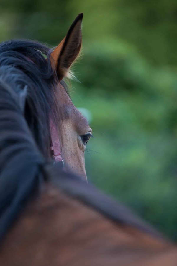 Protégez votre cheval des insectes sans polluer