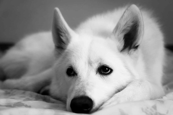 Harmonie entre le Berger Blanc Suisse et les Chevaux