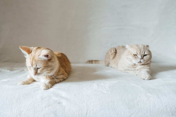 Adopter un chat  : est-ce bénéfique ?