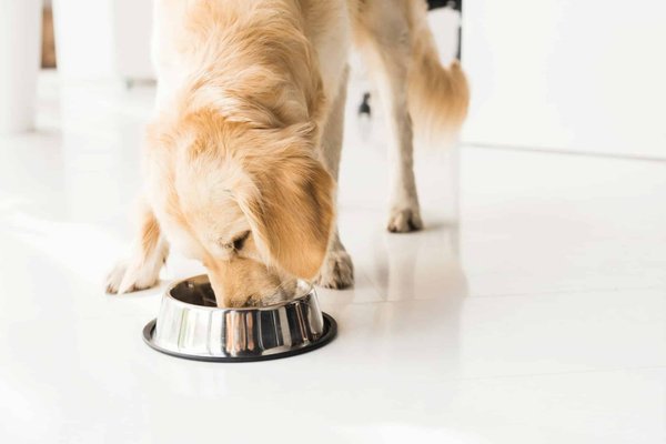 Découvrez la meilleure alimentation par race de chien pour une santé optimale !