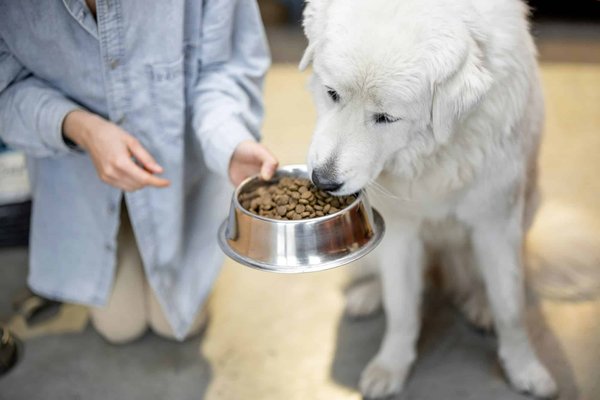 Quelle alimentation pour un chien avec une sensibilité allergisante ?